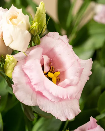 Эустома Фото пчела на розовом цветке