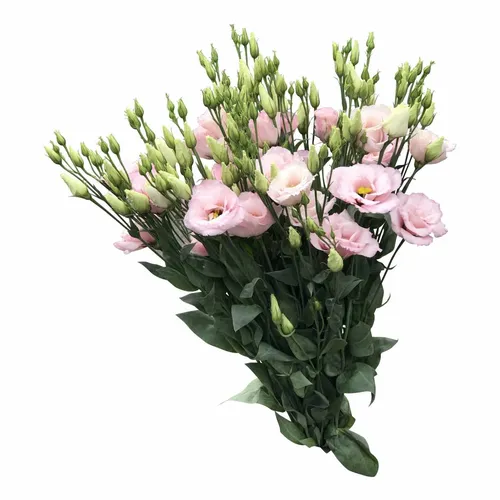 Эустома Фото букет розовых цветов