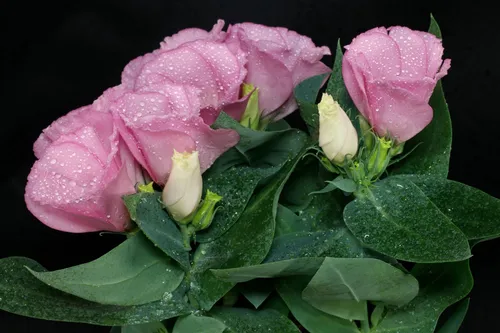 Эустома Фото розовый цветок с зелеными листьями