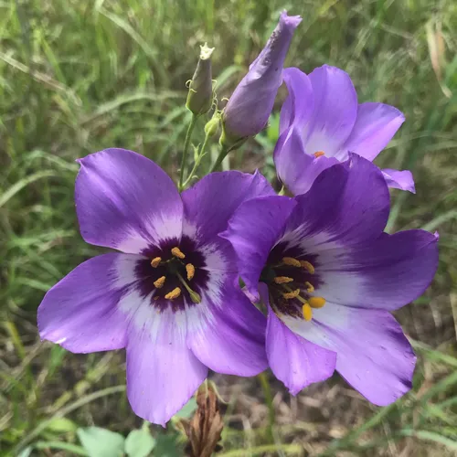 Эустома Фото пчела на фиолетовом цветке