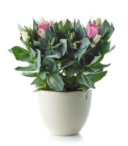 Эустома Фото горшечное растение с розовыми цветами