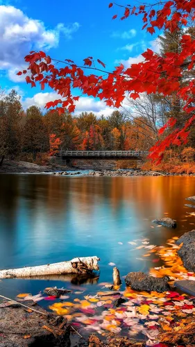 Красивые Осень Обои на телефон водоем с деревьями вокруг