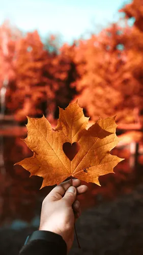 Красивые Осень Обои на телефон рука с коричневым листом