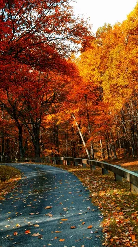 Красивые Осень Обои на телефон дорога с деревьями по обе стороны