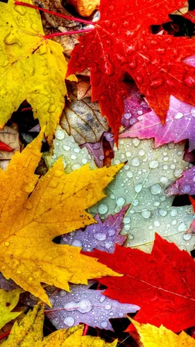 Красивые Осень Обои на телефон куча разноцветных листьев