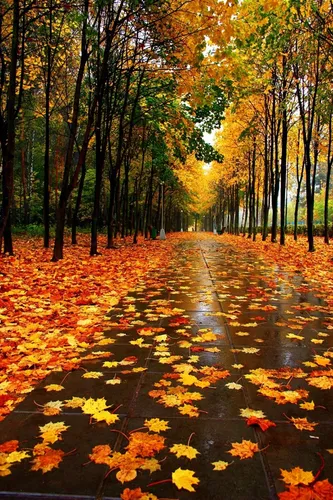 Красивые Осень Обои на телефон дорога с желтыми листьями на земле и деревьями по обе стороны