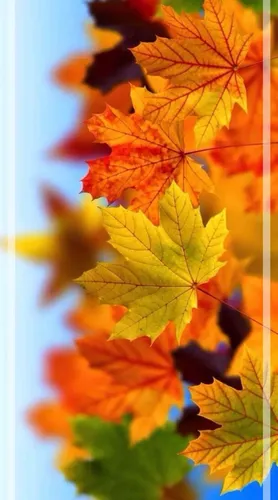 Красивые Осень Обои на телефон картинка