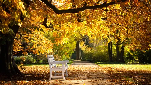 Красивые Осень Обои на телефон белая скамейка в парке
