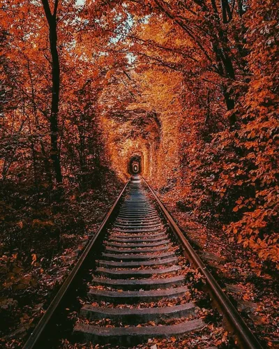 Красивые Осень Обои на телефон железнодорожный путь в лесу