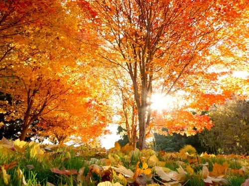 Красивые Осень Обои на телефон арт