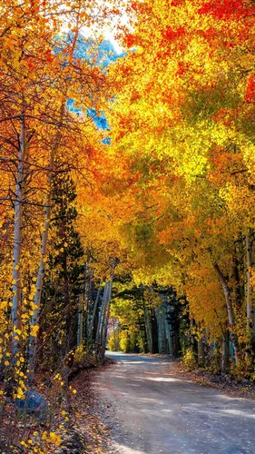 Красивые Осень Обои на телефон бесплатные картинки