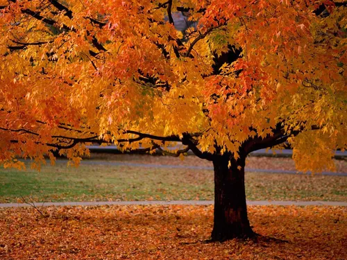 Красивые Осень Обои на телефон  скачать фото