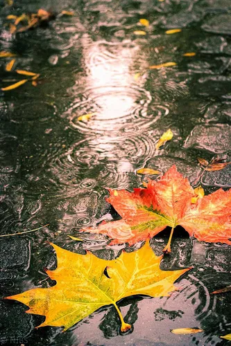 Красивые Осень Обои на телефон карта