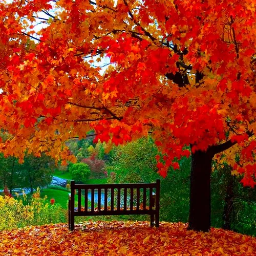 Красивые Осень Обои на телефон скамейка под деревом