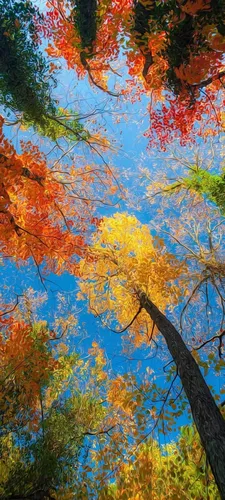 Красивые Осень Обои на телефон группа деревьев с разноцветными листьями