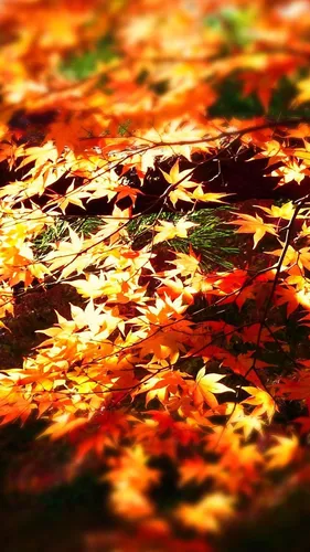 Красивые Осень Обои на телефон закрыть ветку дерева