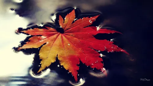 Красивые Осень Обои на телефон красный кленовый лист