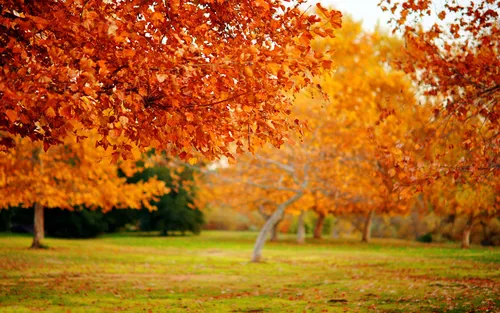 Красивые Осень Обои на телефон поле с деревьями вокруг него