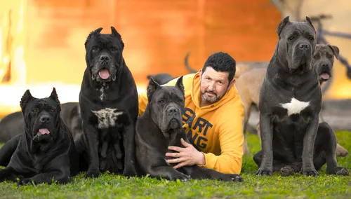 Кане Корсо Фото человек с группой собак