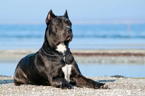 Кане Корсо Фото собака сидит на пляже