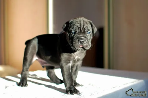 Кане Корсо Фото маленькая черная собака