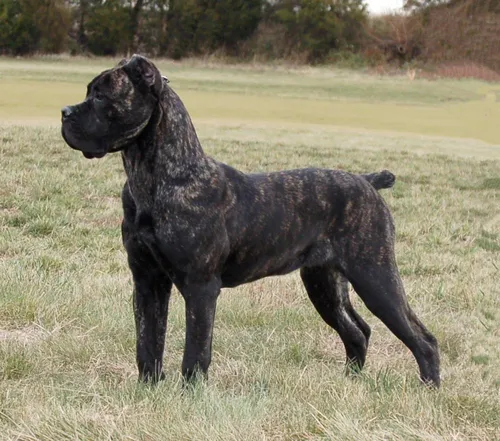 Кане Корсо Фото черная собака, стоящая в поле