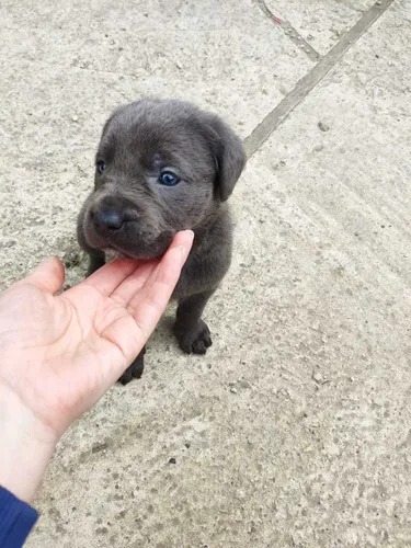 Кане Корсо Фото рука, держащая маленького черного щенка