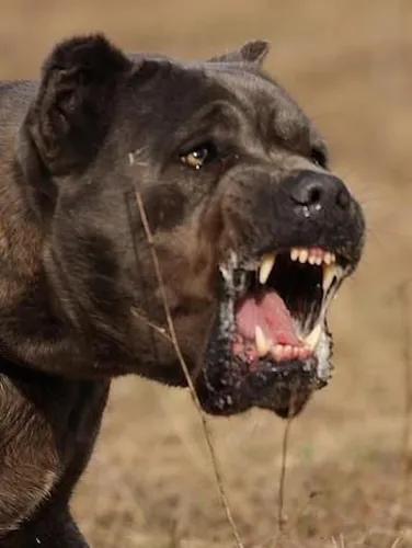 Кане Корсо Фото собака с открытым ртом