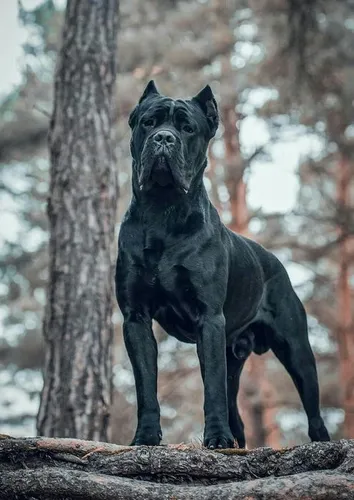Кане Корсо Фото черная собака, стоящая на дереве