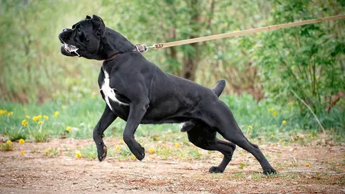 Кане Корсо Фото собака бежит по грунтовой дорожке
