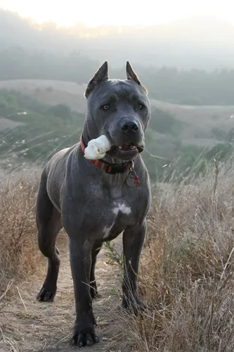 Кане Корсо Фото собака, стоящая на холме