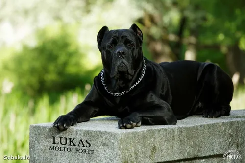 Кане Корсо Фото черная собака, лежащая на камне