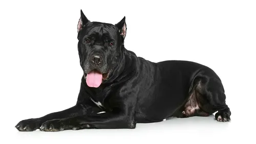 Кане Корсо Фото черная собака лежит