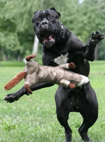 Кане Корсо Фото собака прыгает через другую собаку