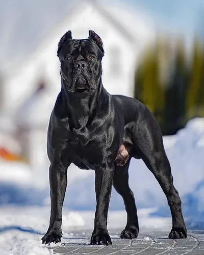 Кане Корсо Фото собака в черной собачьей одежде