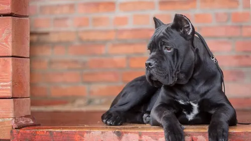 Кане Корсо Фото черная собака сидит на кирпичной поверхности