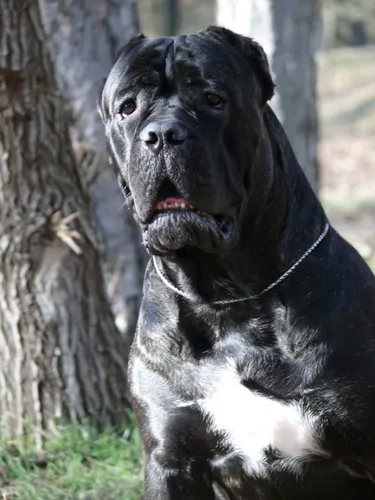 Кане Корсо Фото черно-белая собака