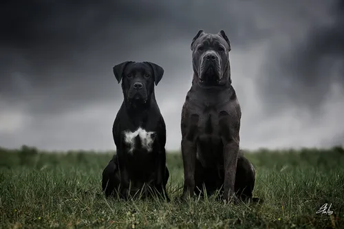 Кане Корсо Фото две собаки сидят в травянистом поле