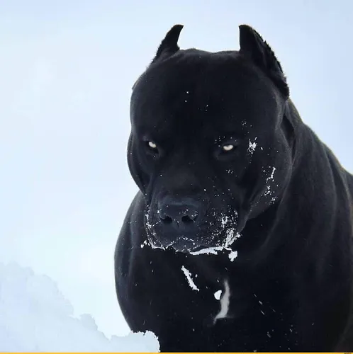 Кане Корсо Фото черная собака со снегом на голове