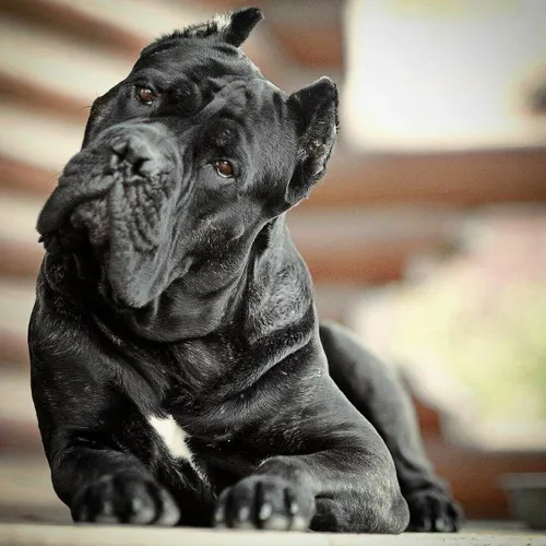 Кане Корсо Фото черная собака сидит