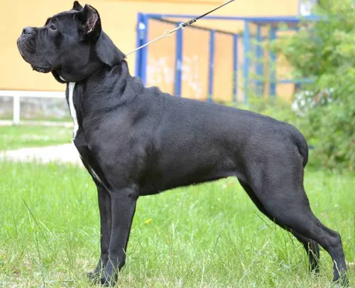 Кане Корсо Фото черная собака, стоящая в траве