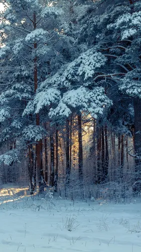 Аниме Зима Обои на телефон заснеженный лес с деревьями