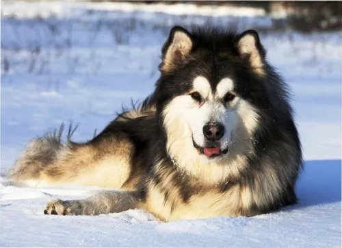 Маламут Фото собака, лежащая на снегу