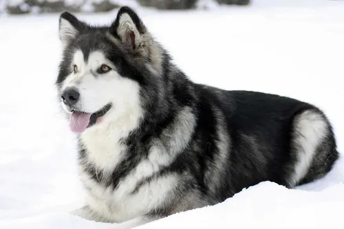 Маламут Фото черно-белая собака, лежащая на снегу