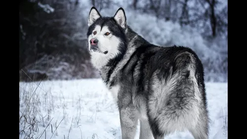 Маламут Фото волк, стоящий на снегу