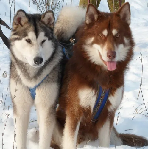 Маламут Фото две собаки в снегу