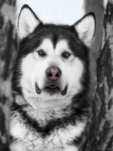 Маламут Фото черно-белая собака