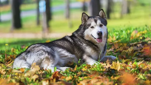 Маламут Фото собака, лежащая в листьях