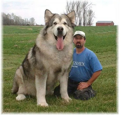 Маламут Фото человек, стоящий на коленях рядом с собакой