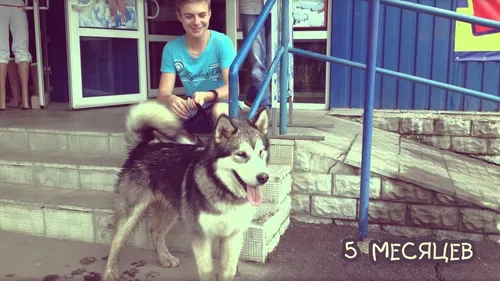 Маламут Фото собака, стоящая рядом с мальчиком